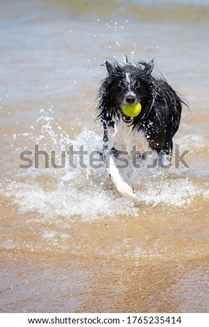The Border Collie that is Boo loves the sea and her tennis ball's. Bring the 2 together and there's an inexhaustable amount of fun to be had. The dog runs into the sea to await the ball the rest - fun