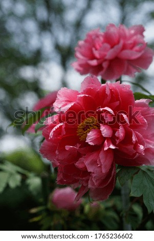 Japanese Pink Peony in Full Bloom