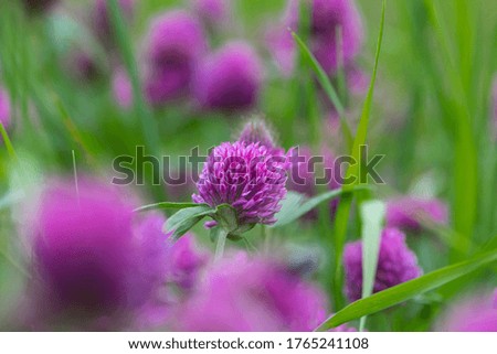 blooming clover in green grass. clover flowers in close-up on a green blurred background. Isolated flower of wild red clover Trifolium pratense, with green background. natural background