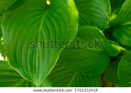 Green leaves as a background for artists