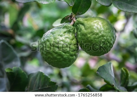 Bergamot green fruits have good fragrant and the taste is sour, Bergamot in Thailand is herb and vegetable
