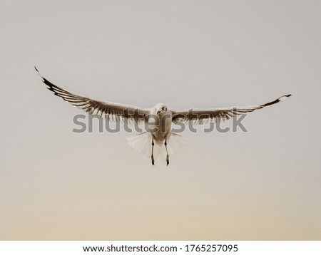 SEAGULL BIRD FLY ON SKY