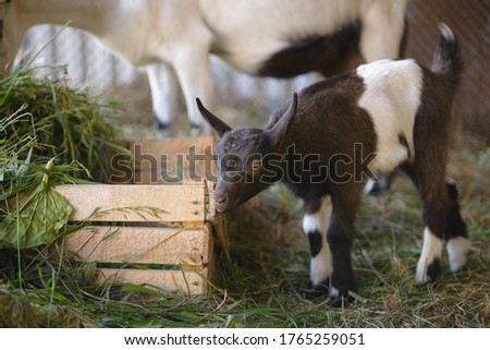 A small spotted kid goat with big ears tastes a wooden box. Selective focus, copy space