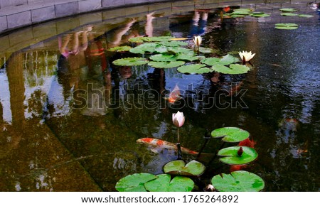 Lotus lake and brocaded koi carp swim in the pond . Krasnodar Park in summer