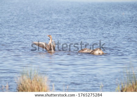 Three specimens of greylag goose in the water. Two with their heads under water, a third shaking its wings after a bath. Concept of wildlife.