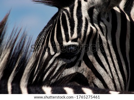 Zebra Close ups in the wild