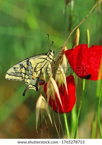 Closeup beautiful butterfly sitting on the flower in a summer garden

