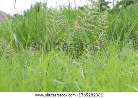 Grass flowers are blooming in the rainy season in Thailand