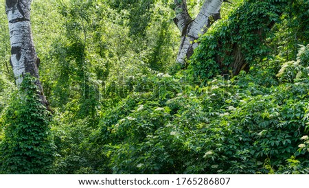 Beautiful landscape with white flowering plants in the wild forest. Light trunks of old trees covered with wild grapes. Concept for any natural design.