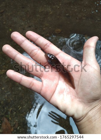 Giant Tadpoles of Asian Giant Toad