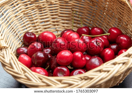 Freshly picked red cherries against a black background as a studio shot.