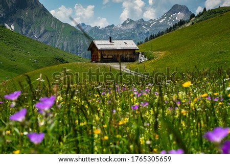Wooden house with colorful alpine meadow in the foreground, Vorarlberg, Austria, Europe