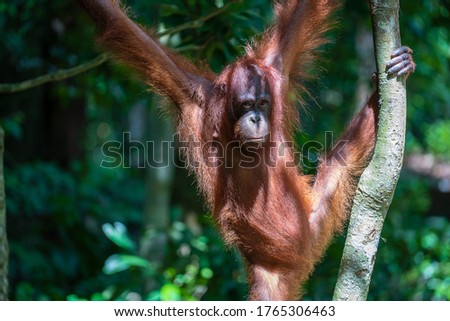 A wild endangered orangutan in the rainforest of island Borneo, Malaysia, close up. Orangutan monkey on tree in nature