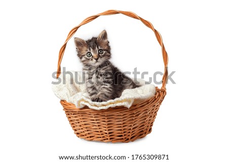 Cute striped kitten sits in a basket on a knitted bedding. Isolated on a white background.