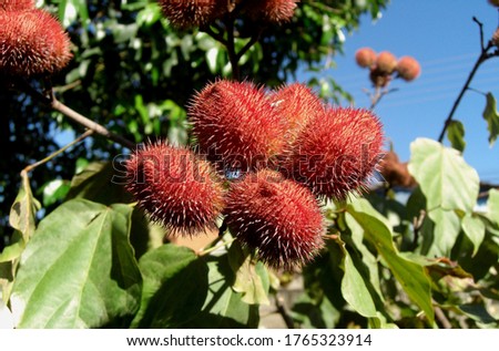 annatto is the fruit of the annatto bixa orellana tree of the family of bixáceas native in tropical America annatto is used as a natural dye to make the food yellow or red.