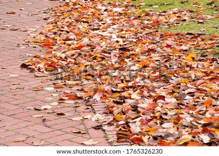 Brick road with dead leaves with snow
