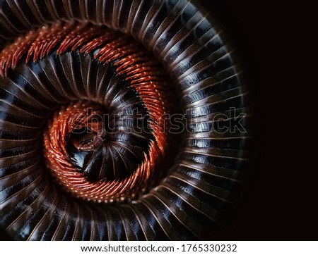 Asian giant millipede(Siamese Pointy Tail Millipede), Round-backed, curled up on blacck background.