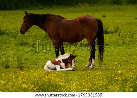 A close up image showing a brown spotted white foal lying happily on a grassland by the feet of its mom. A meadow with yellow wildflowers are in the background. Pretty image for trust and love concept