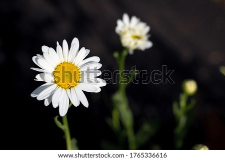 Social media summer image featuring close-up horizontal of daisy flower in a garden.