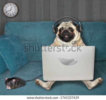 The pug dog in headphones is using a silver laptop on a blue sofa at home. A black computer mouse is next to him.