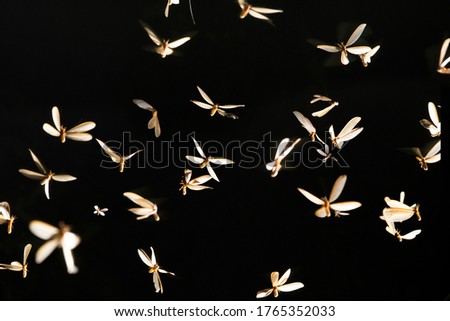 Low key image and blur to highlight the lights in the night long and flying animation play light around the fire of Termite Flying or alates after rain in the rainy season.