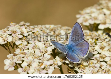 Common blue butterfly, Polyommatus icarus butterfly, taking nectar from the flower. Royalty-Free Stock Photo #1765352135
