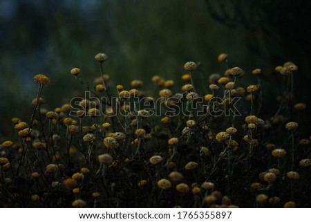 Picture of yellow dandelions with a green background.