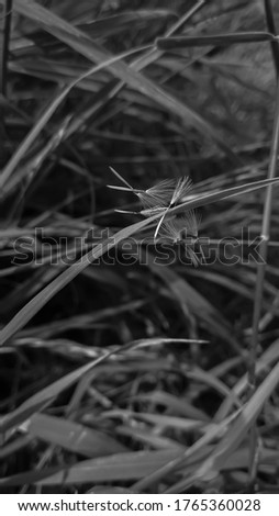 Black and white picture of delicate dandelion seeds trapped in green grass. Natural background.