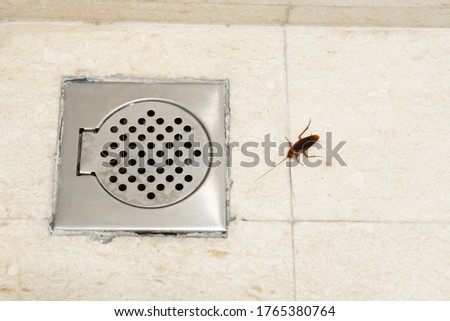 Cockroach in the bathroom near the drain hole. The problem with insects. Cockroaches climb through the sewers