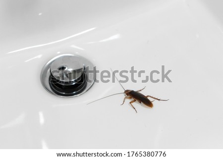 Cockroach in the bathroom on the sink. The problem with insects