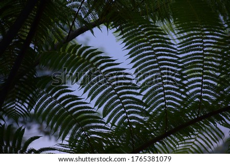 Dicksonia sellowiana, a lively fern, native to the Tropical America and the Atlantic Forest, one of six Brazilian biomes