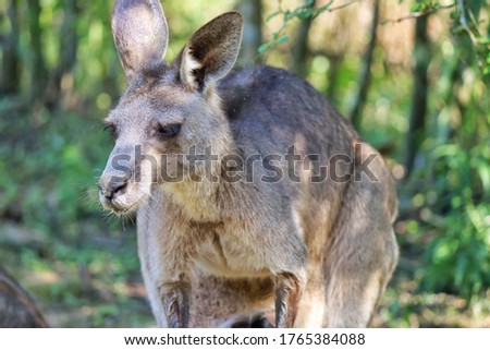 The scenery of the kangaroo. 