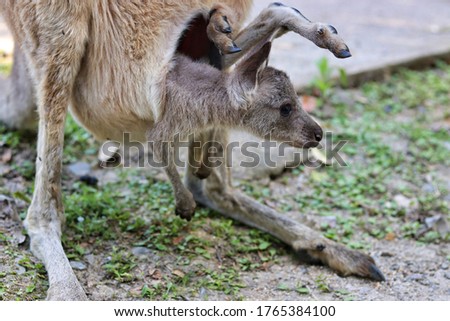 The scenery of the parent and child of the kangaroo.