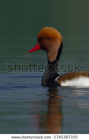 red crested pochard in a lake