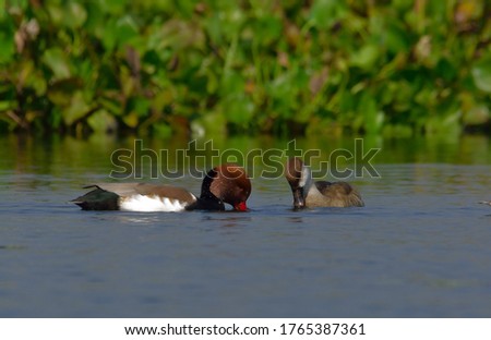 red crested pochard in a lake