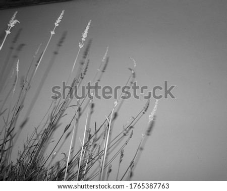 black and white flower outdoor closeup background