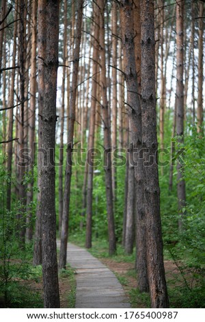 Concrete path in a pine grove.