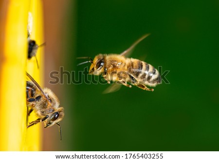 bees flying to the hive - bee breeding (Apis mellifera)  Royalty-Free Stock Photo #1765403255