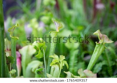 Carnivore, carnivorous plant or flower in the rainforest, nature concept