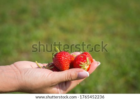 strawberries in the girl s hand on a background of green grass free space for text