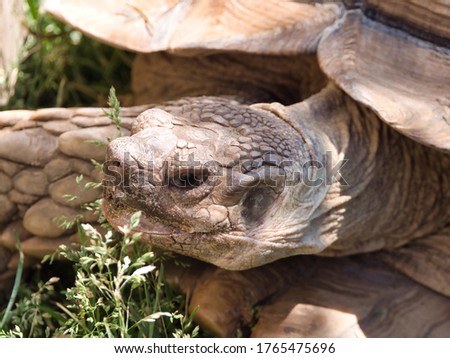 Closeup face Spurred Tortoise - Centrochelys sulcata, savannah turtle.