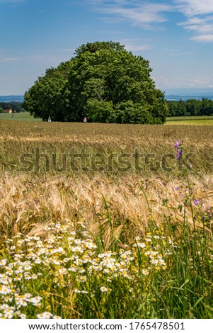Beautiful flowers and grain fields with bees and insects on Lake Constance