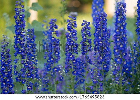 Delphinium  blue grows in the garden. Double blue flower delphinium collection Royalty-Free Stock Photo #1765495823