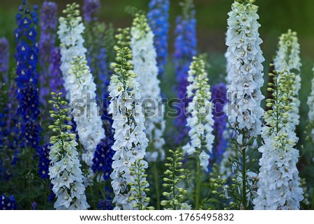 Delphinium flower blooming. Beautiful larkspur blooms. Candle Larkspur plant with flowers on blurred background Royalty-Free Stock Photo #1765495832