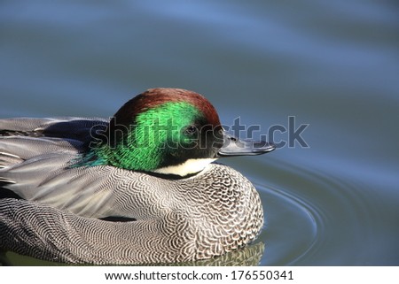 Beautiful duck