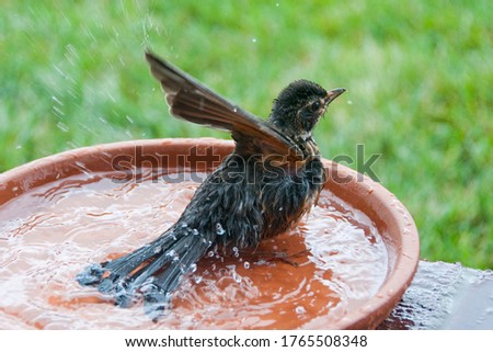 Baby American Robin Juvenile American Robin Taking a birdbath Royalty-Free Stock Photo #1765508348