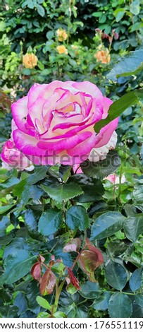 Large-size pictures of wonderful roses of different colors growing in a city garden of Vienna, Austira 