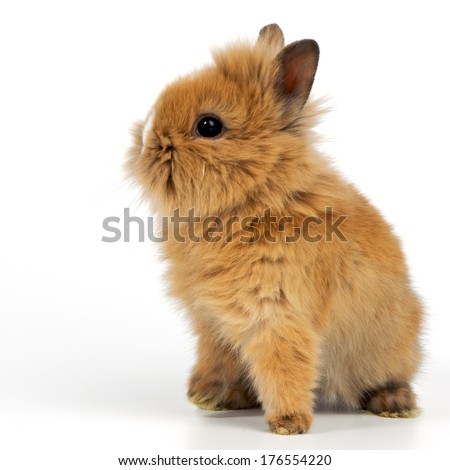 A bunny with brown fluffy fur and pointy ears sitting down.