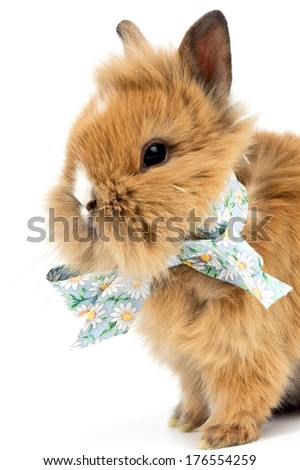 A white nosed brown gerbil with a green floral bow around its neck.