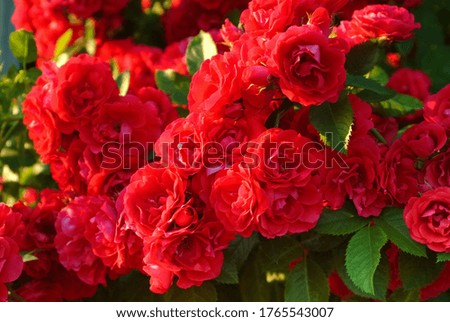 Red rose. Red rose flower background